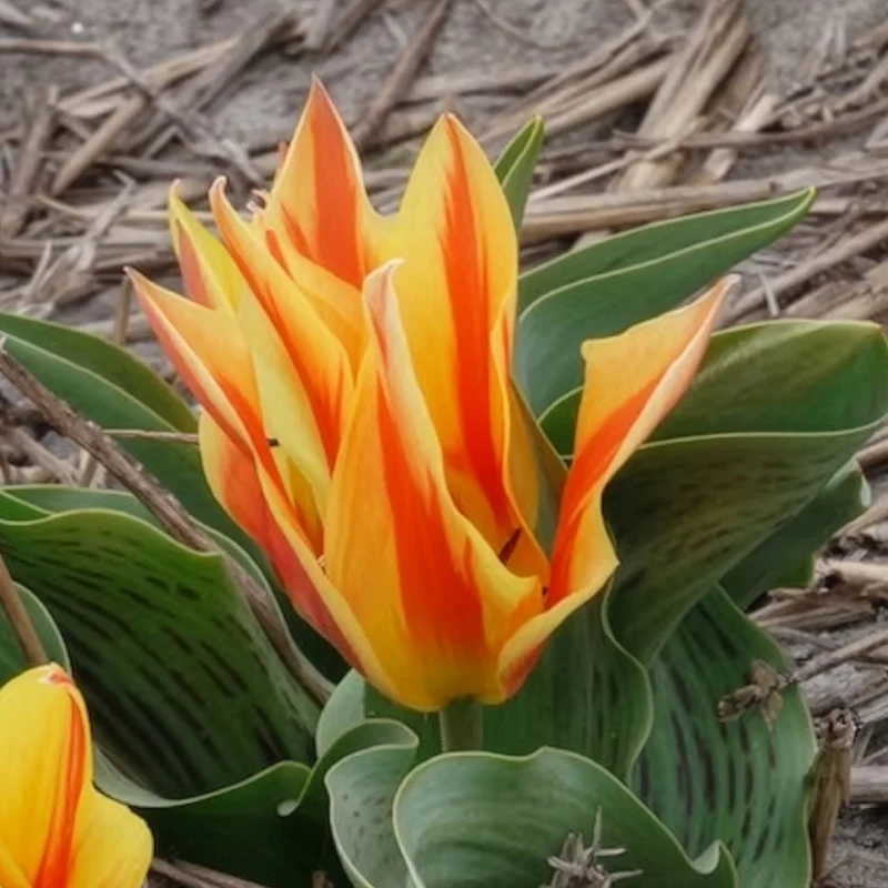 Tulpen Winnipeg (x10)