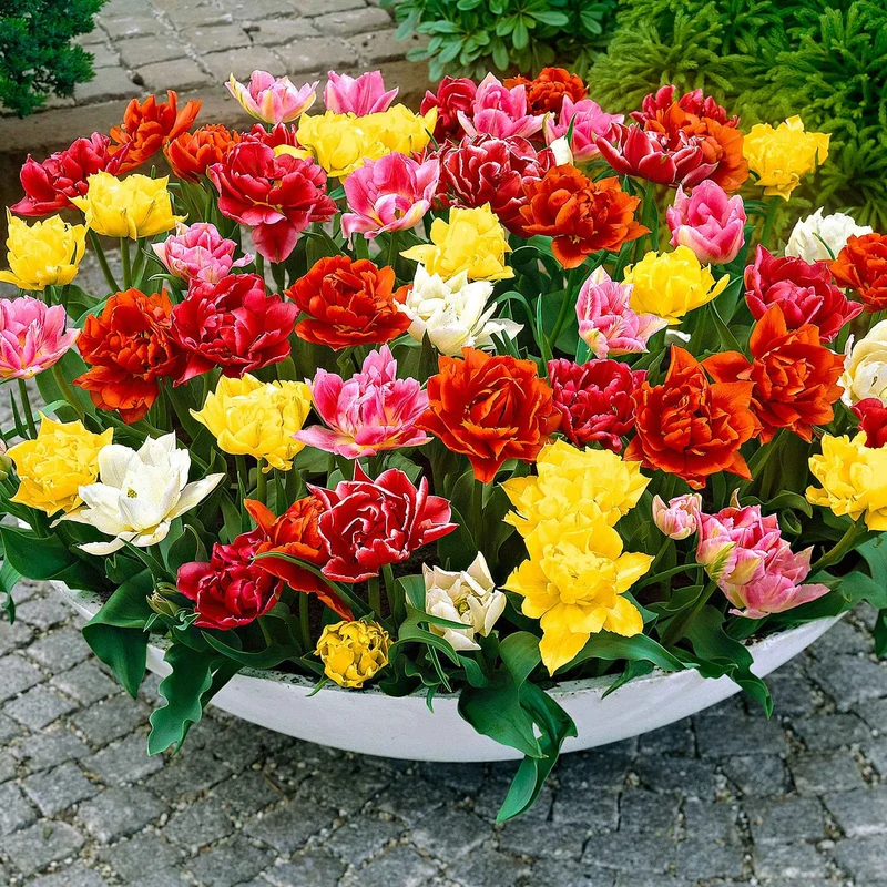 Gefüllte Tulpen 'Murillo' (x20)