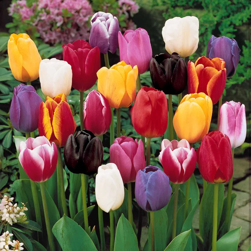 Einfache Späte Tulpen Mischung (x20)