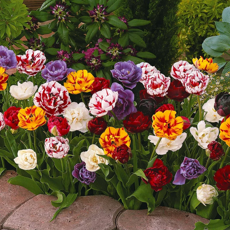 Pfingstrose Tulpen Mischung (x20)