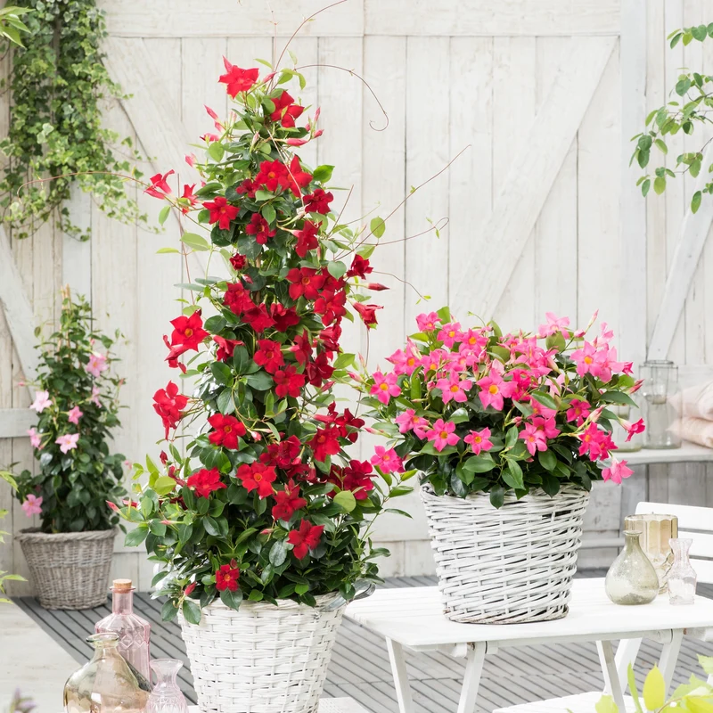 Dipladenia rot