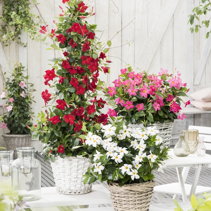 Dipladenia rot