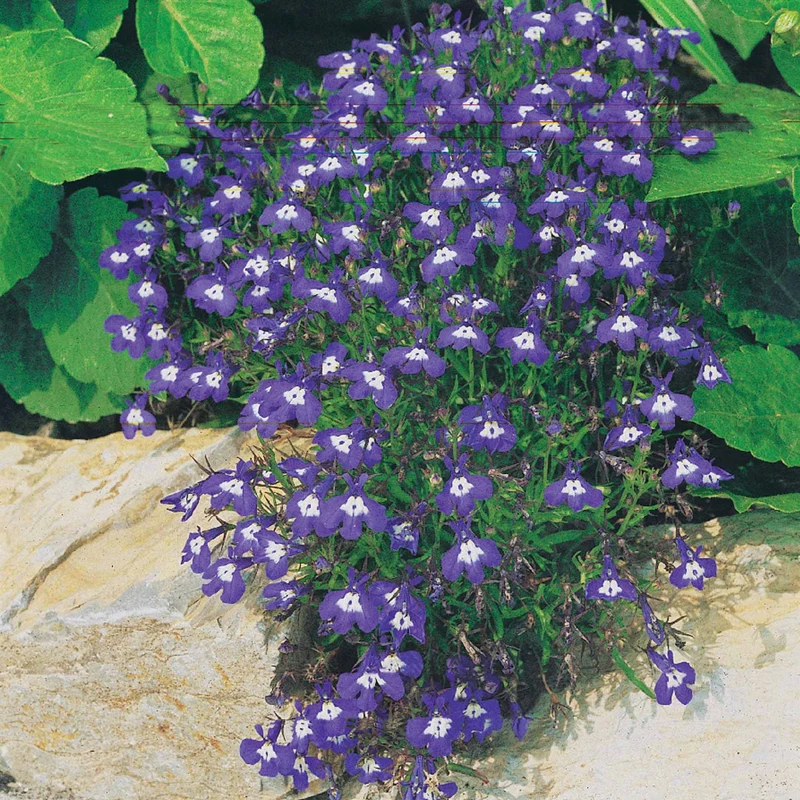 Pastell-Blumen Mischung (x3)