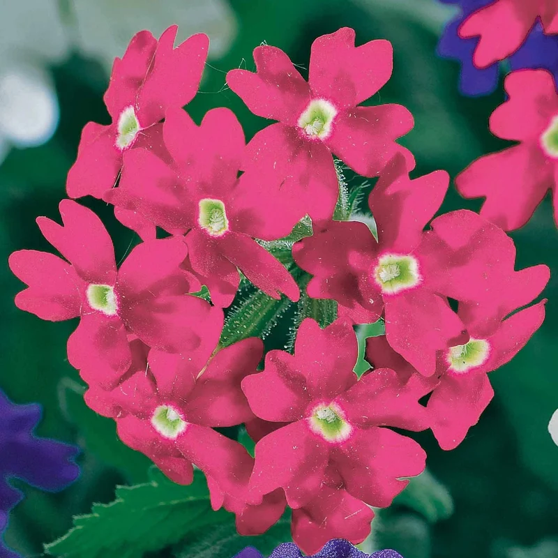 Pastell-Blumen Mischung (x3)