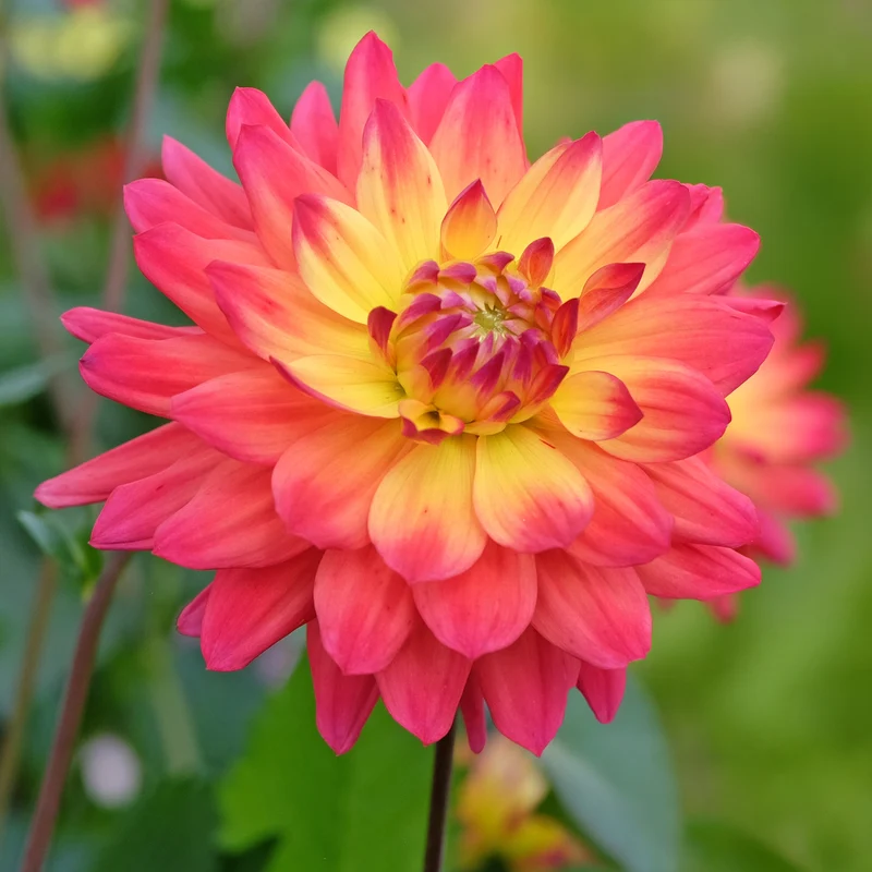 Dahlien Tricolore (x3)