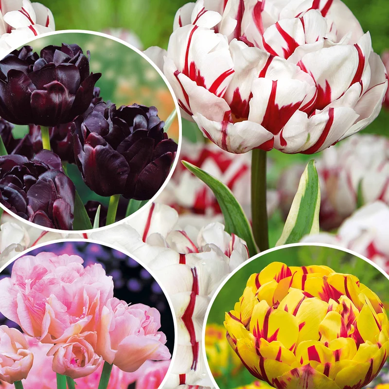 Pfingstrosenblütige Tulpen – Kollektion