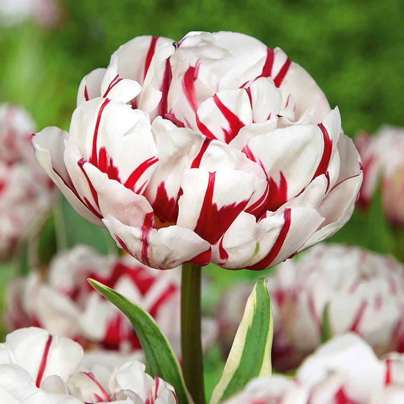 Pfingstrosenblütige Tulpen – Kollektion