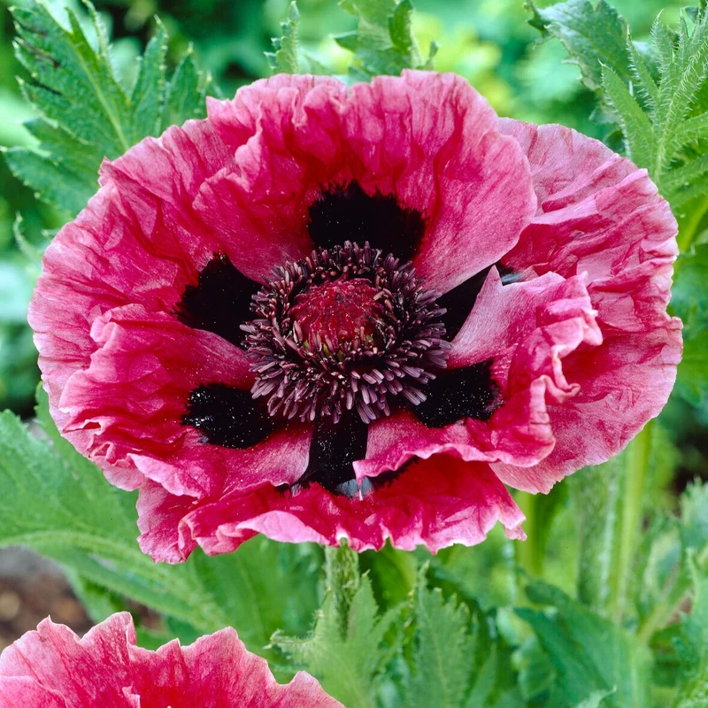 Orientalischer Mohn Manhattan (x3)