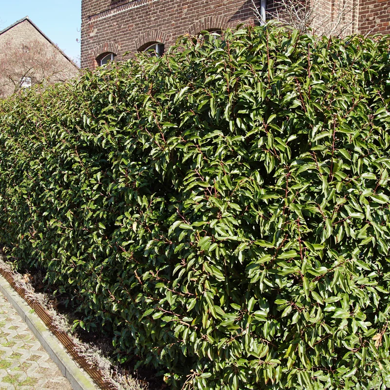 Portugiesischer Lorbeer (x3)