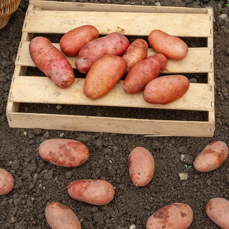 Kartoffel ‘Rose de France’