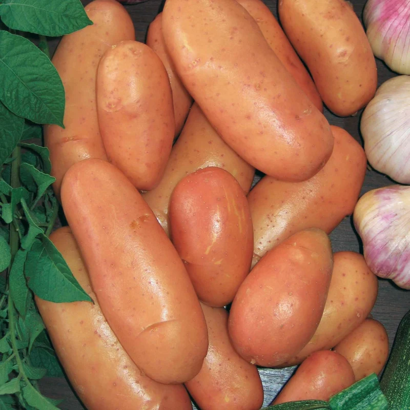 Kartoffel ‘Rose de France’