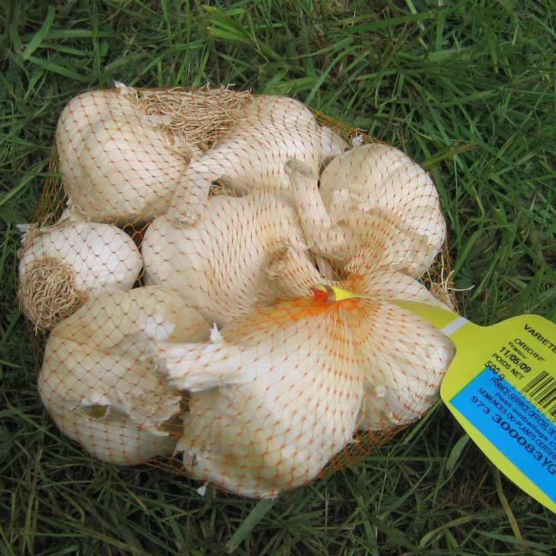 Knoblauch ‘Thérador’