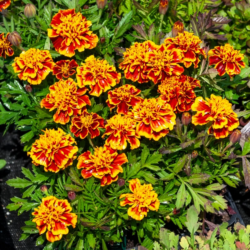 Studentenblume 'Honeycomb'