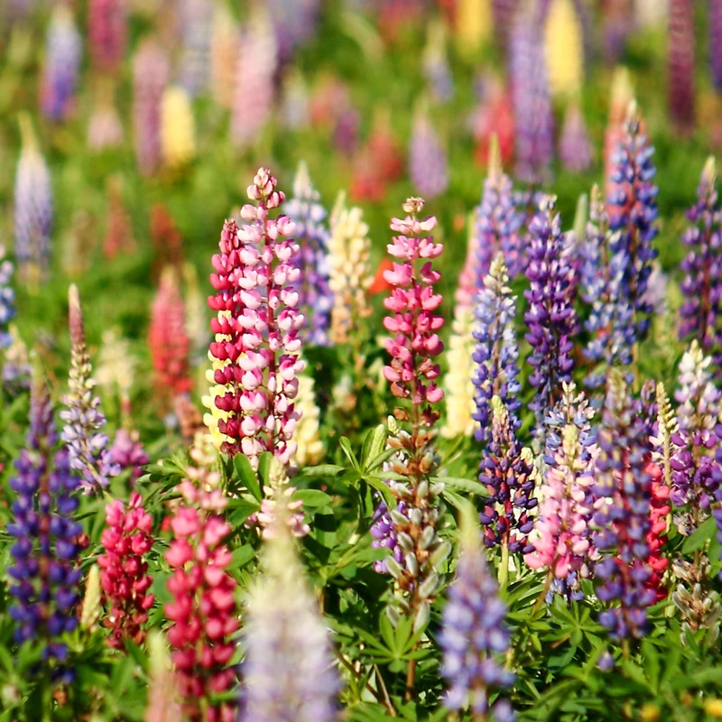 Lupinen Russel Hybriden Mischung