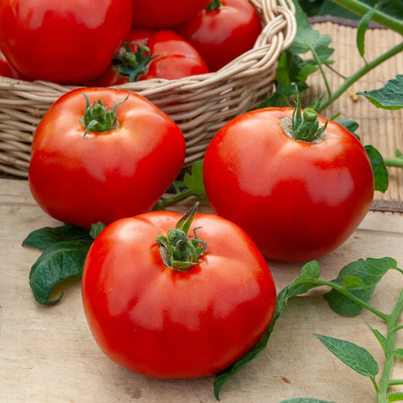Fleischtomate Marktwunder