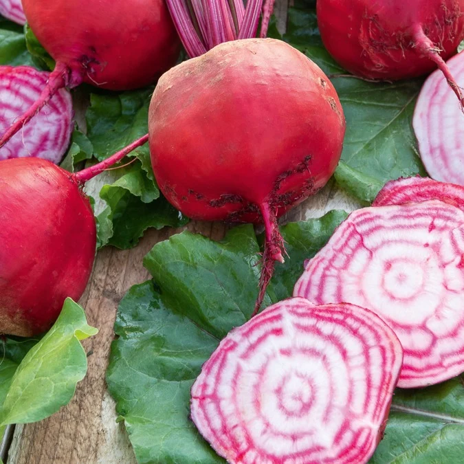 Rote Bete Chioggia