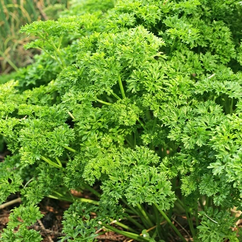 Dunkelgrüne krause Petersilie