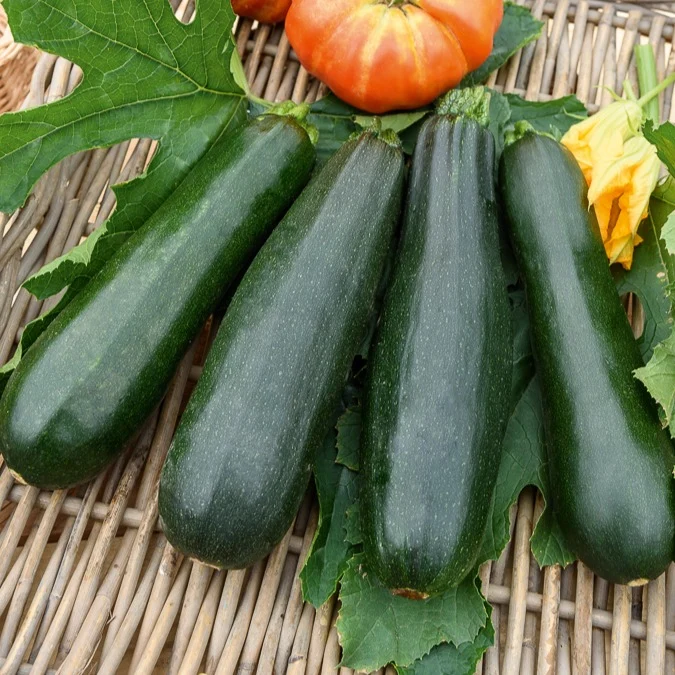 Zucchini Black Beauty