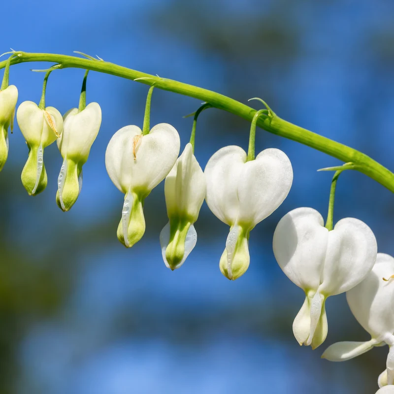 Tränendes Herz ‘Alba’