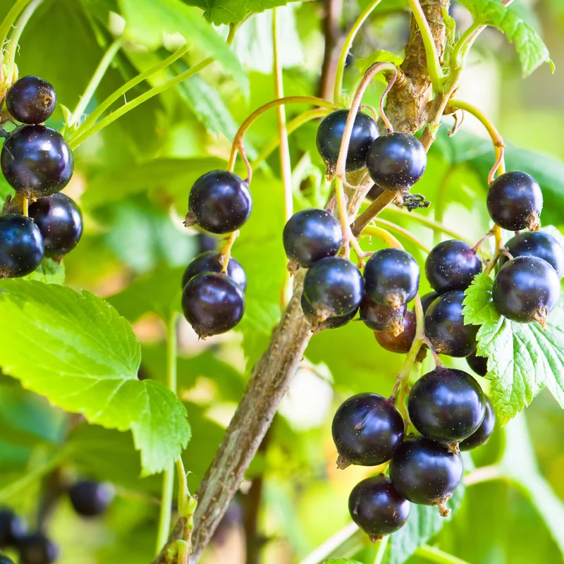 Schwarze Johannisbeere Andega