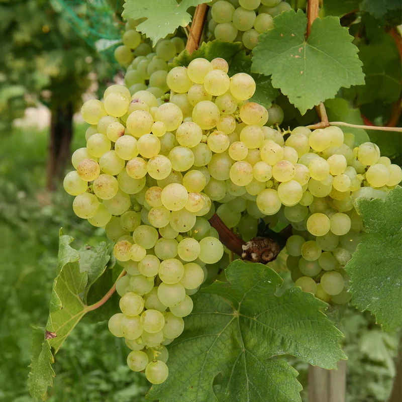 Weinrebe ‘Chasselas de Fontainebleau’