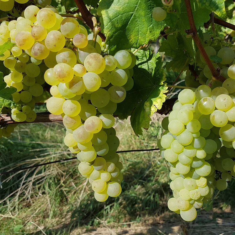 Weinrebe ‘Chasselas de Fontainebleau’
