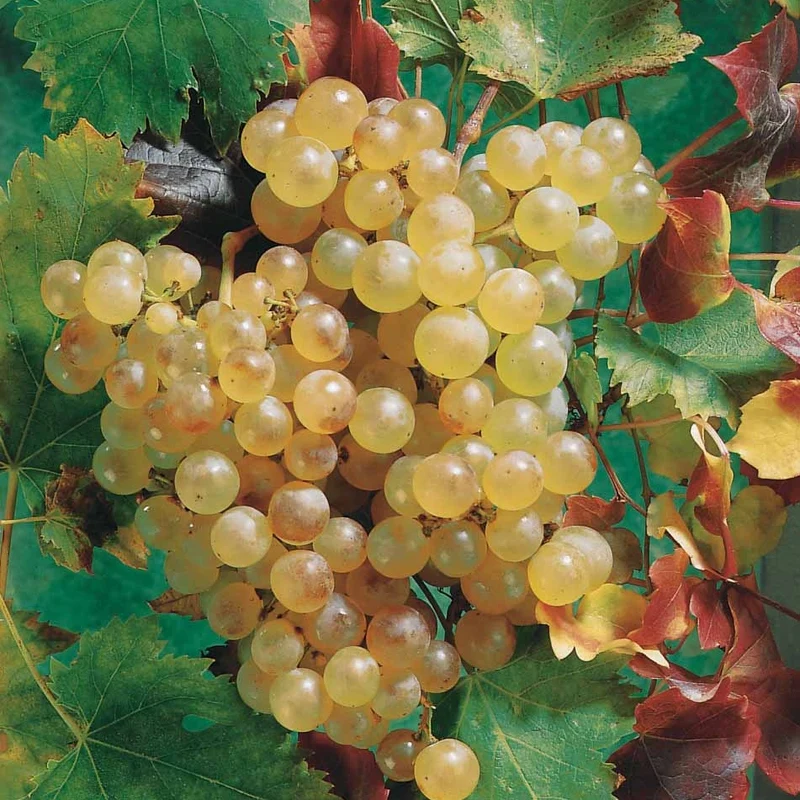 Weinrebe ‘Chasselas de Fontainebleau’