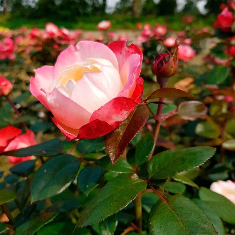 Edelrose 'Nostalgie'