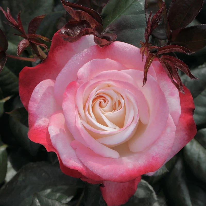 Edelrose 'Nostalgie'