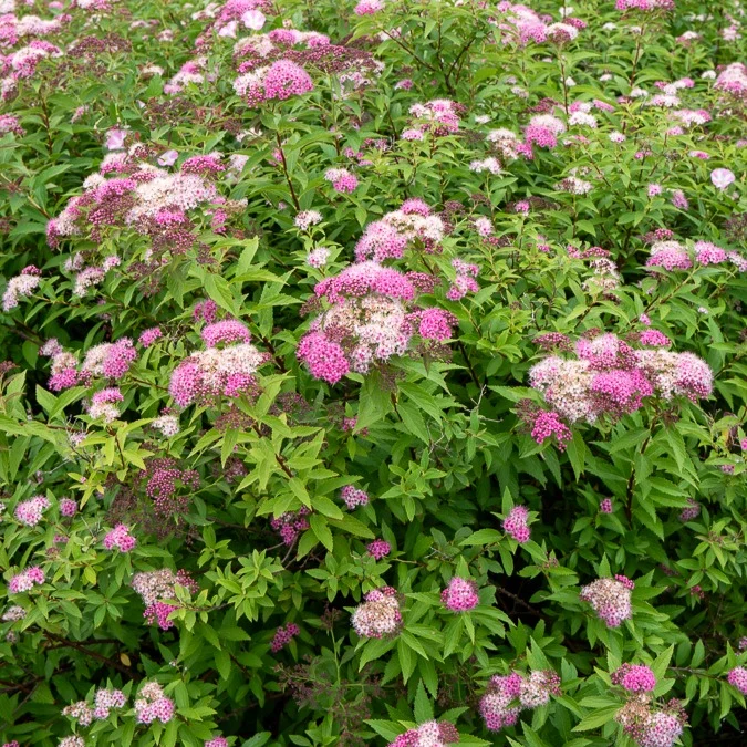 Japan-Spierstrauch ‘Genpei’