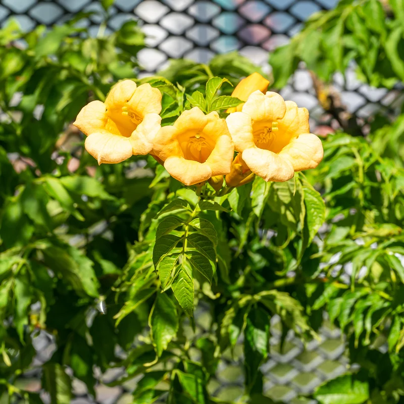 Trompetenblume 'Gold Trumpet'