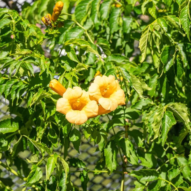 Trompetenblume 'Gold Trumpet'