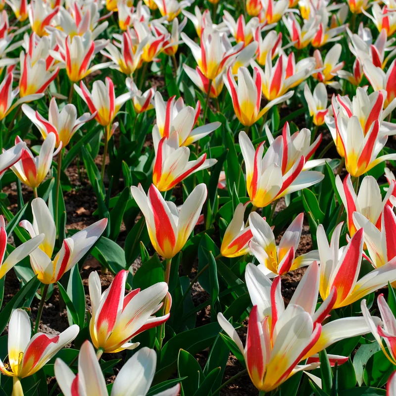 Tulpen The First