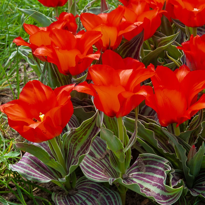 Greigii-Tulpen ‘Chaperon Rouge’ (x10)