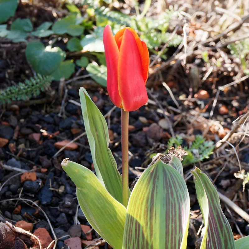 Greigii-Tulpen ‘Chaperon Rouge’ (x10)