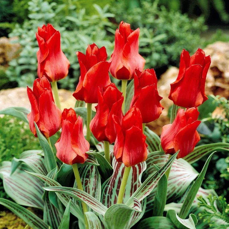 Greigii-Tulpen ‘Chaperon Rouge’ (x10)