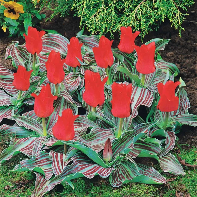 Greigii-Tulpen ‘Chaperon Rouge’ (x10)