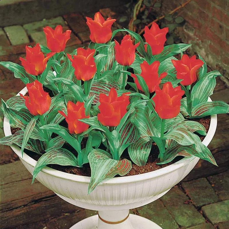 Greigii-Tulpen ‘Chaperon Rouge’ (x10)