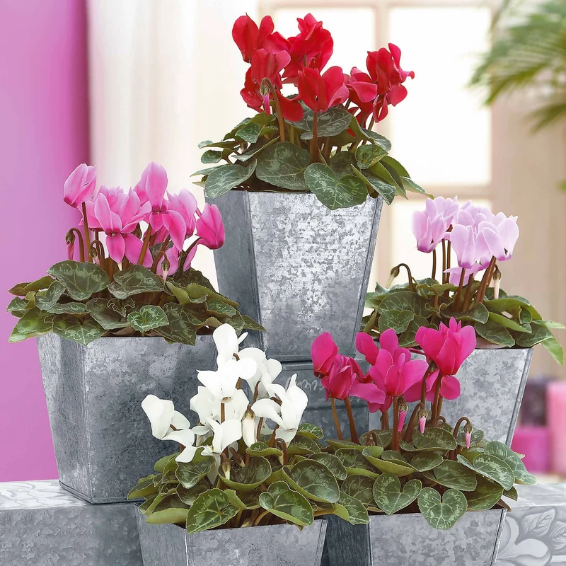 Mini-Cyclamen Super-Serie (x3)