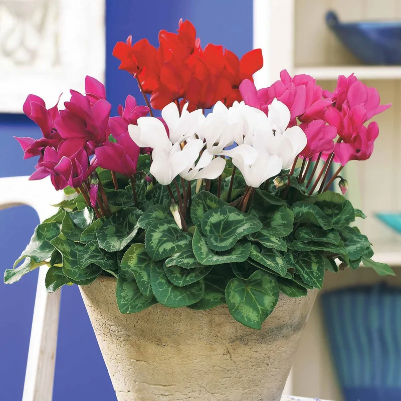 Mini-Cyclamen Super-Serie (x3)