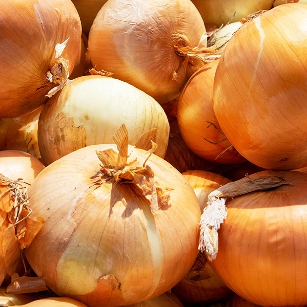 Gelbe Schalotte 'Golden Gourmet'