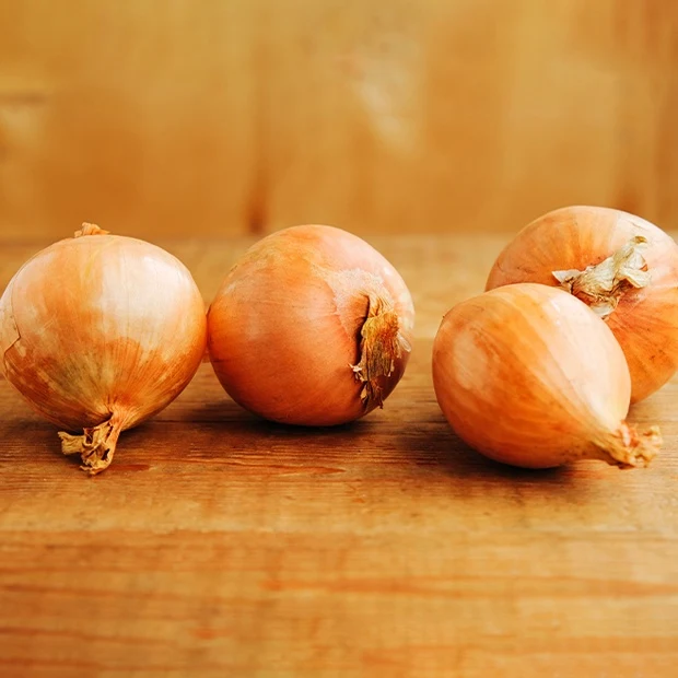 Gelbe Schalotte 'Golden Gourmet'