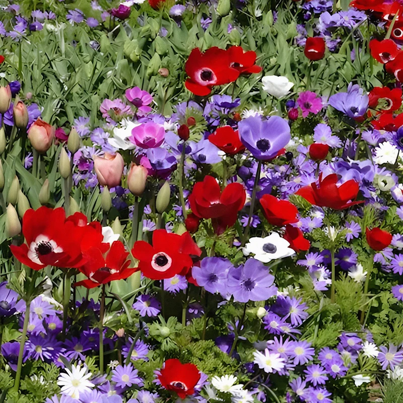 Anemone 'De Caen' Mischung
