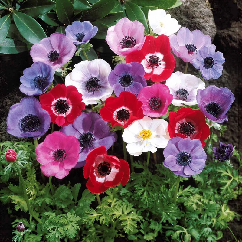 Anemone 'De Caen' Mischung