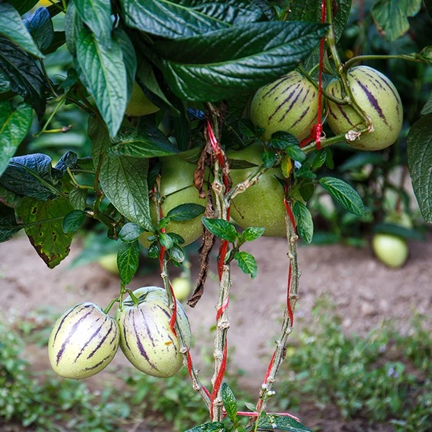 Melonenbirne