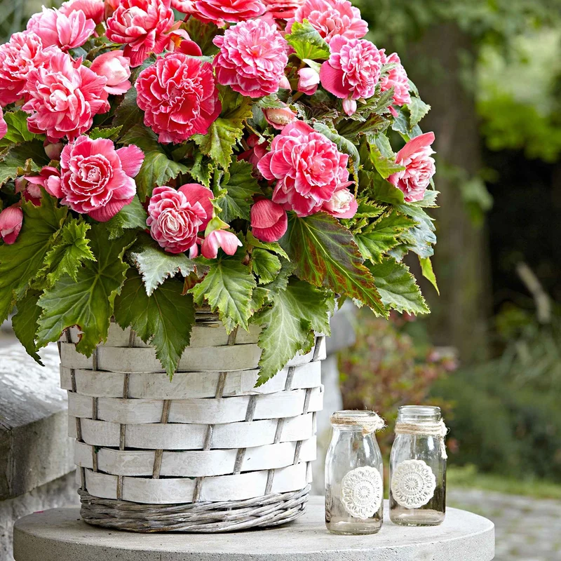 Begonie 'Camelia' (x5)