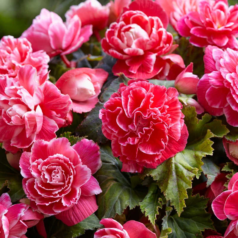 Begonie 'Camelia' (x5)