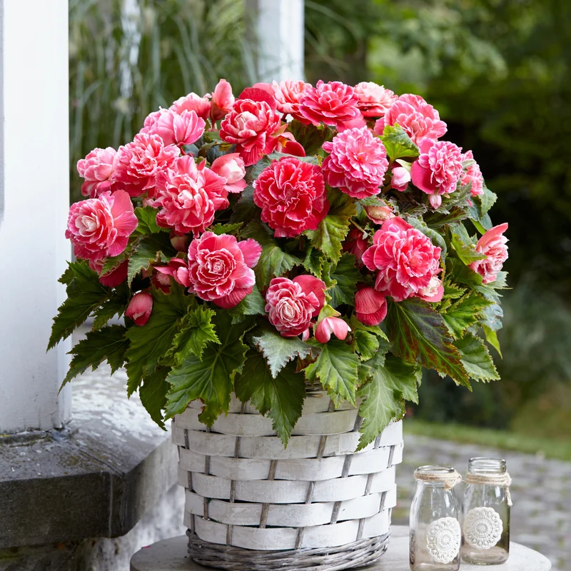 Begonie 'Camelia' (x5)