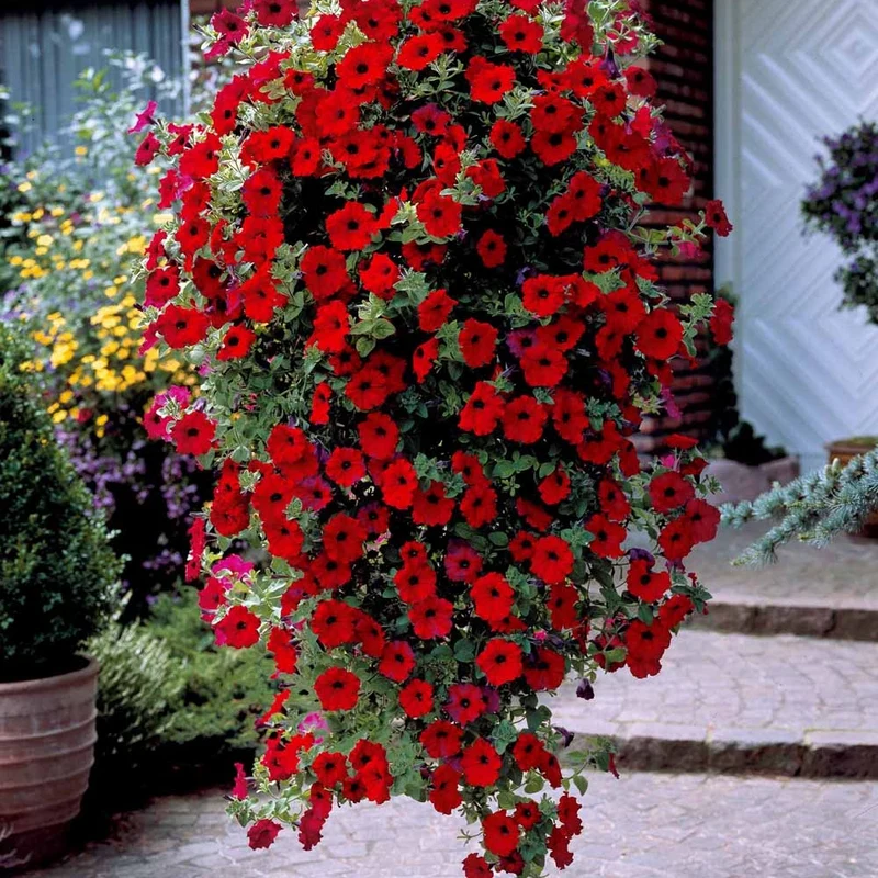 Rote Hängepetunien (x3)
