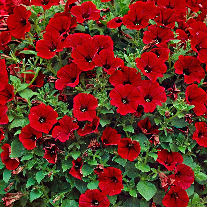 Rote Hängepetunien (x3)